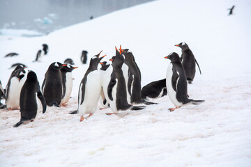 group of penguins