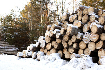 The trunks of felled trees lie with each other sprinkled with snow. Sawmill, storage of firewood, harvesting for the winter