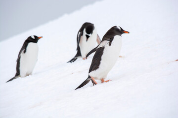 Fototapeta na wymiar penguin on the snow