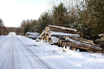 The trunks of felled trees lie with each other sprinkled with snow. Sawmill, storage of firewood, harvesting for the winter