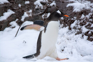penguin in polar regions