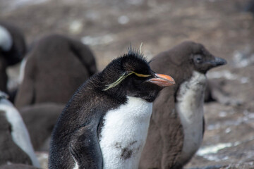 penguin on the rocks
