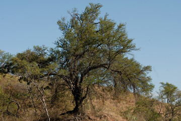 Flora of the mount of southern Guerrero, Mexico