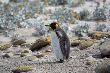 Fototapeta premium penguin on the rocks