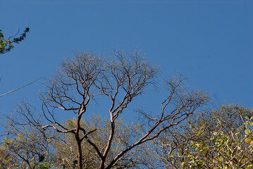 Flora of the mount of southern Guerrero, Mexico