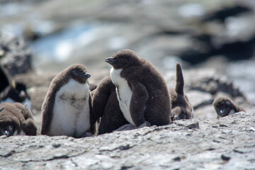 penguins on the rocks © Robert
