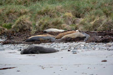 island seals