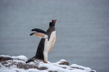 Fototapeta premium Gentoo Penguin