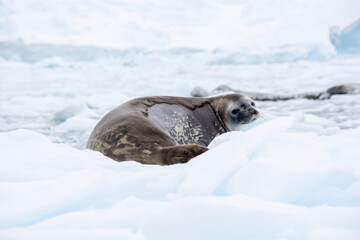 seal on the snow