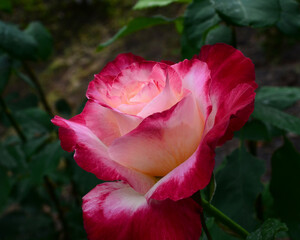 Bicolor red Rose. Petals of a beautiful bud, summer variety
