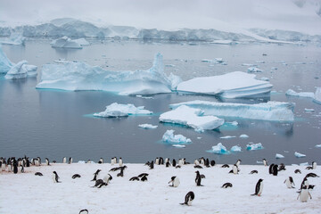 penguins and iceberg in polar regions