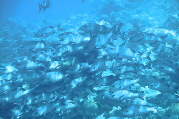 School of two-spot red snapper -Lutjanus bohar- fishes in the Great Barrier Reef. Cairns-Australia-383