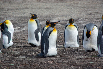 Fototapeta premium king penguin colony