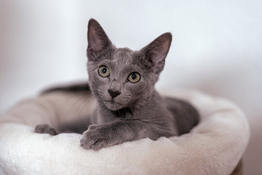 s&uuml;sses Kitten auf Kratzbaum