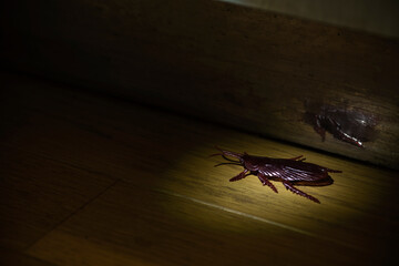 夜の台所に偽物のゴキブリの害虫イメージ