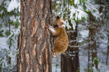 cub in tree
