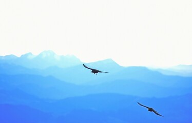 two black birds fly high over the mountains