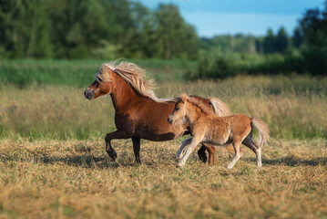 Shetland pony mare with a foal running in the field in summer
