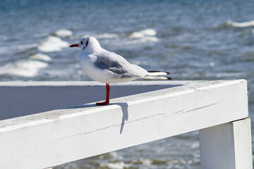 A snow-white small black-headed European gull stands sideways on the wooden white railing of the pier. She stares at the sea.