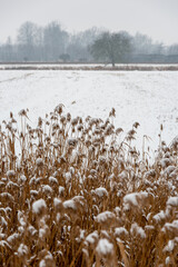 Winter landscape around Czerwieńsk village in Poland / Zimowy krajobraz na okolice miejscowości Czerwieńsk w Polsce