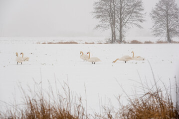 A flock of swans looking for food under the snow / Stado łabędzie szukające pokarmu pod śniegiem © LukaszB