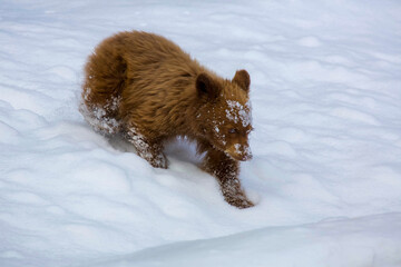 brown bear in snow