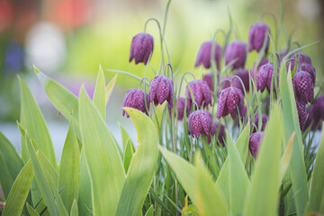 Closeup of Wild-growing foliage plants with the name snake's head fritillary or Fritillaria...