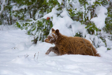 bear in the snow
