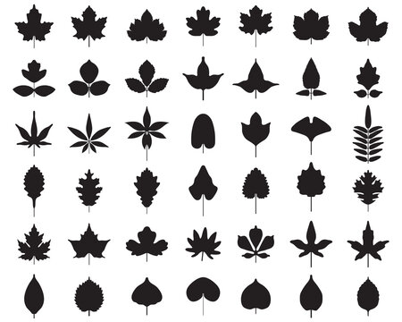 Silhouettes of foliage on a white background