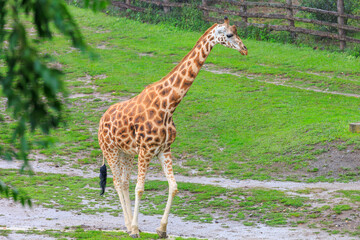 Very beautiful giraffe. Background with selective focus and copy space