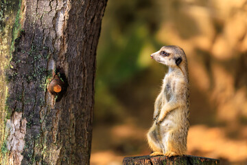 Meerkat with surprised emotion. Background with selective focus and copy space