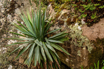 Naklejka na ściany i meble Nice plant on the ground in a public park in Portugal
