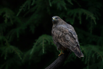 A beautiful Common Buzzard (Buteo buteo) sitting on a branch. Noord Brabant in the Netherlands. Green background.                                                                                       