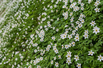 Side view close-up of beautiful white anemone flowers blossom in the spring.
