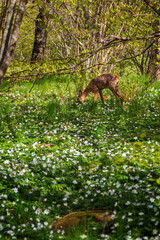 Young European roe deer amid white anemone flowers in a lush forest at the Nåtö nature reserve in Åland Islands, Finland, on a sunny day in spring.