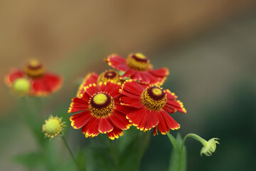 Sun bride blooming. Red and orange flower close up on a natural green background. Floral    background. 
Garden flowers. Delicate summer flowers of helenium in the rays of the sun. Beautiful big daisy
