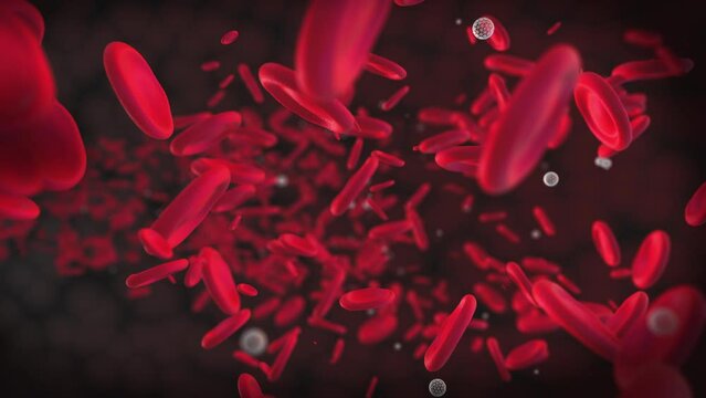 Moving blood cells are erythrocytes. 3D animation of red round particles. The flow of blood in the vessels.