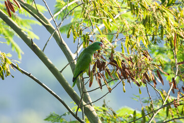 White-fronted amazon also known as the white-fronted parrot