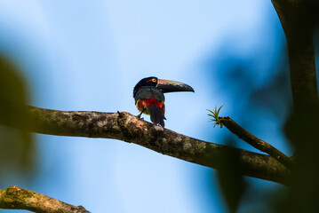 Collared aracari seen from behind