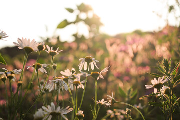 flowers in the garden