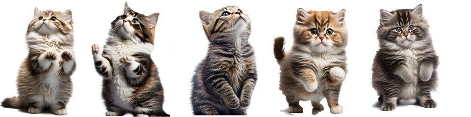 cute cat, kitten standing with paws raised up, isolated white, transparent background, generative ai
