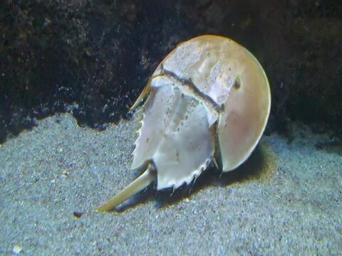 Xiphosura, Atlantic horseshoe crab (Limulus polyphemus)