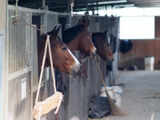 Head of horse looking over the stable doors on the background of other horses