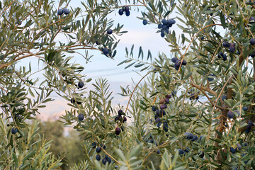 branches of olive trees with fruits for vegetative background