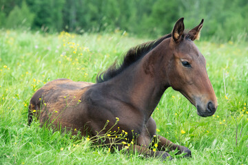 lying and dreaming bay foal  in the meadow. cloudy day