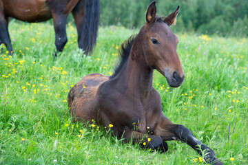 lying and dreaming bay foal  in the meadow. cloudy day