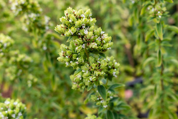 Origanum vulgare, conocido como orégano, hierba aromática para condimentar alimentos