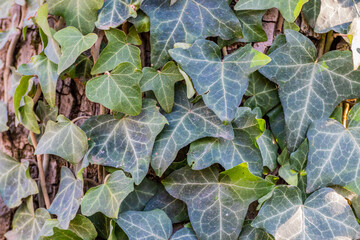 Baltic ivy hedeera baltica growing on tree trunk close up shot