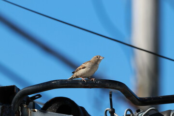bird on a wire