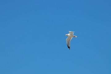 seagull flying in the sky